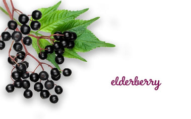 Ingredient Spotlight: Black Elderberry