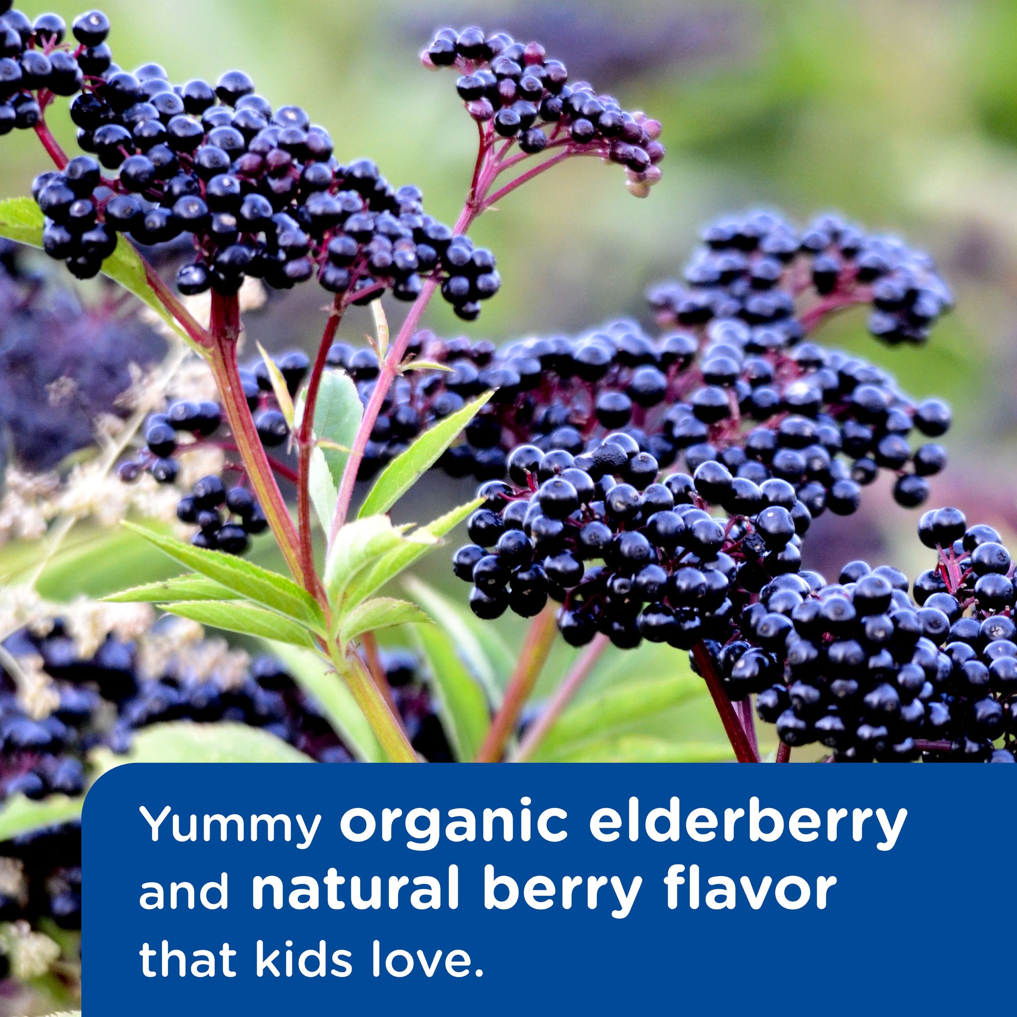 The natural berry flavor of Mommy's Bliss Children's Pain and Fever acetaminophen